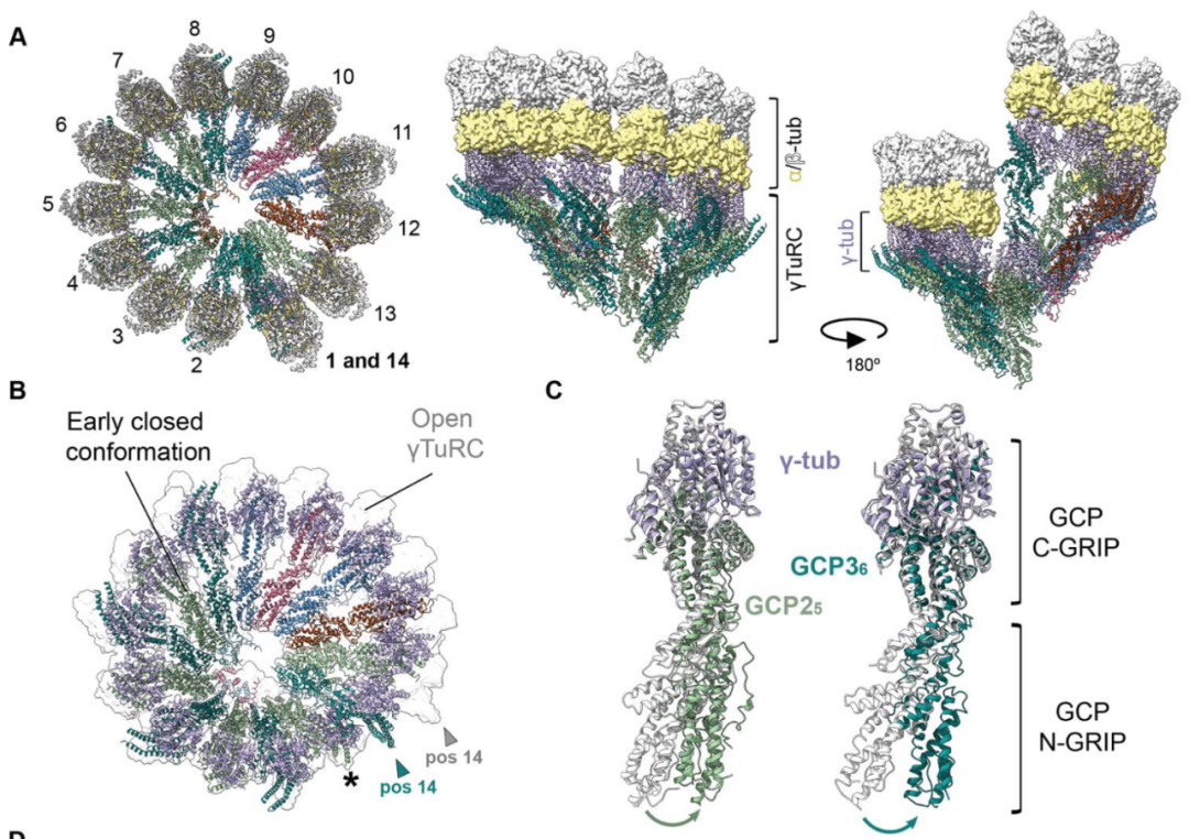 Science重磅：首次捕獲人類細胞“高速公路”構建過程的高分辨率圖像，為微管相關疾病的治療指明新的方向！