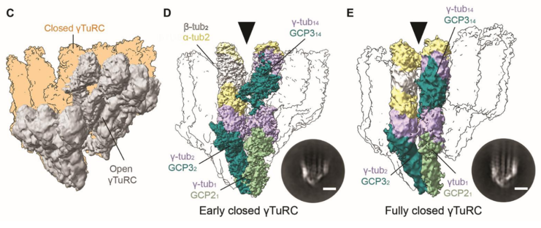 Science重磅：首次捕獲人類細胞“高速公路”構建過程的高分辨率圖像，為微管相關疾病的治療指明新的方向！