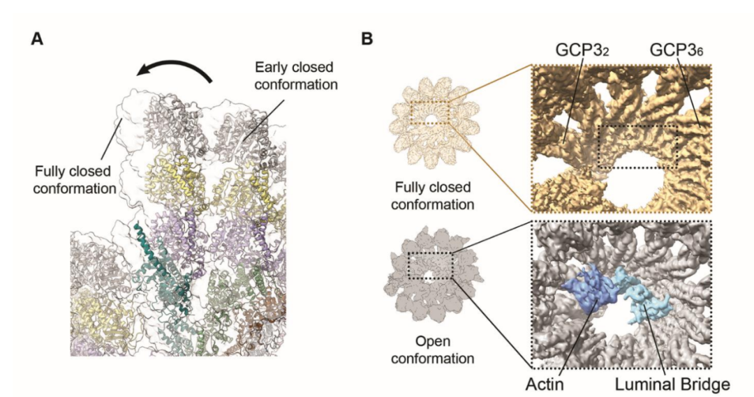 Science重磅：首次捕獲人類細胞“高速公路”構建過程的高分辨率圖像，為微管相關疾病的治療指明新的方向！